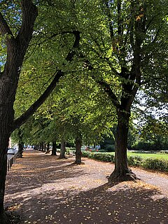 Weg umgeben von Bäumen im Rosengarten.