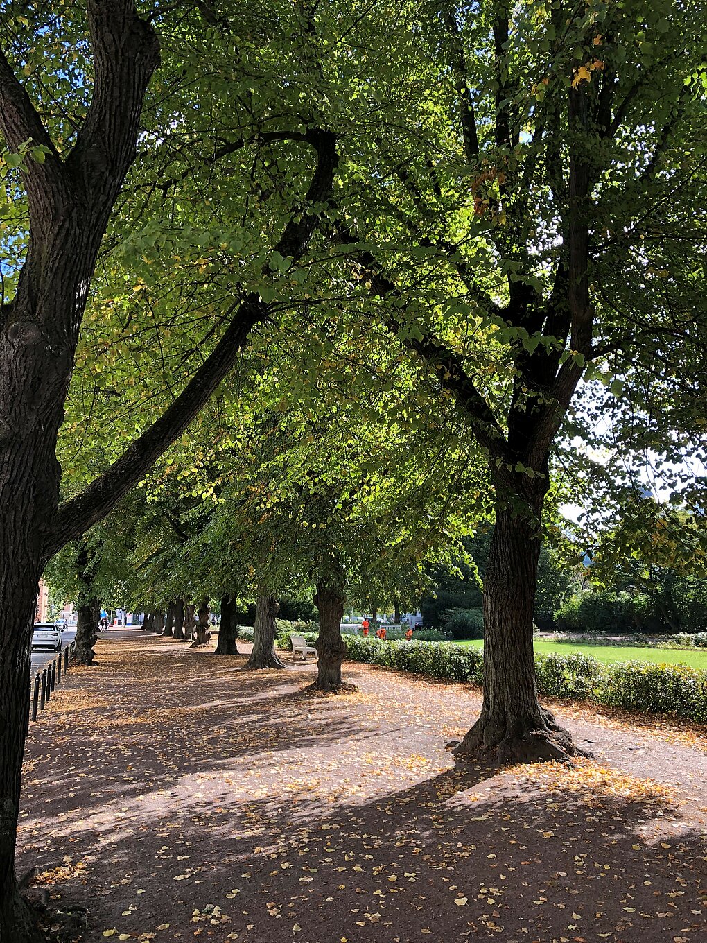 Weg umgeben von Bäumen im Rosengarten.