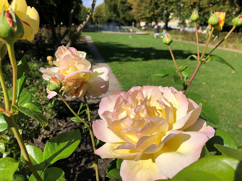 Nahaufnahme einer blühenden gelben Rose mit grünen Blättern.