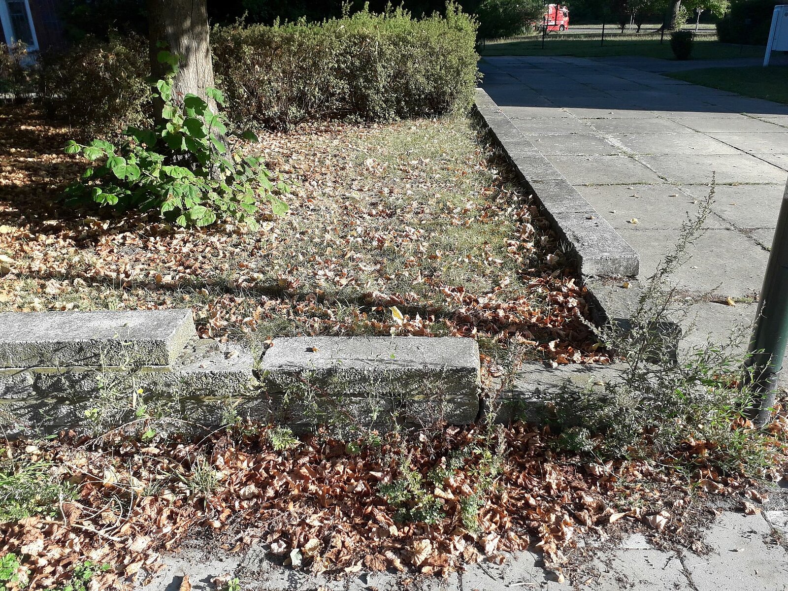 Blick auf ein Beet mit viel Laub und Grün.