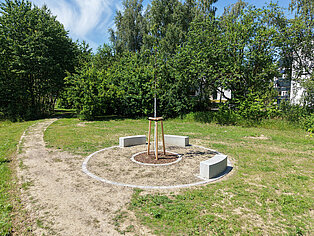 Kreisförmige Sitzgruppe mit drei halbkreisförmigen Bänken um einen jungen Baum auf einer Wiese vor Baumreihe und blauem Himmel