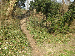 Schmaler Weg mit dichtem Grün auf beiden Seiten.