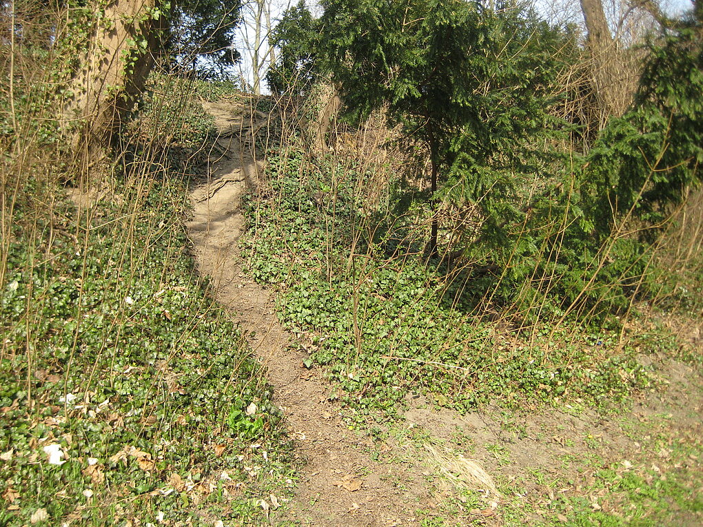 Schmaler Weg mit dichtem Grün auf beiden Seiten.