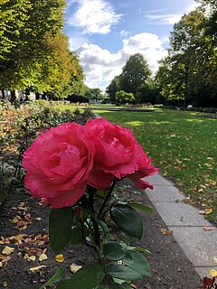 Rosenstrauch mit roten Rosen im Rosengarten, umgeben von grünem Laub
