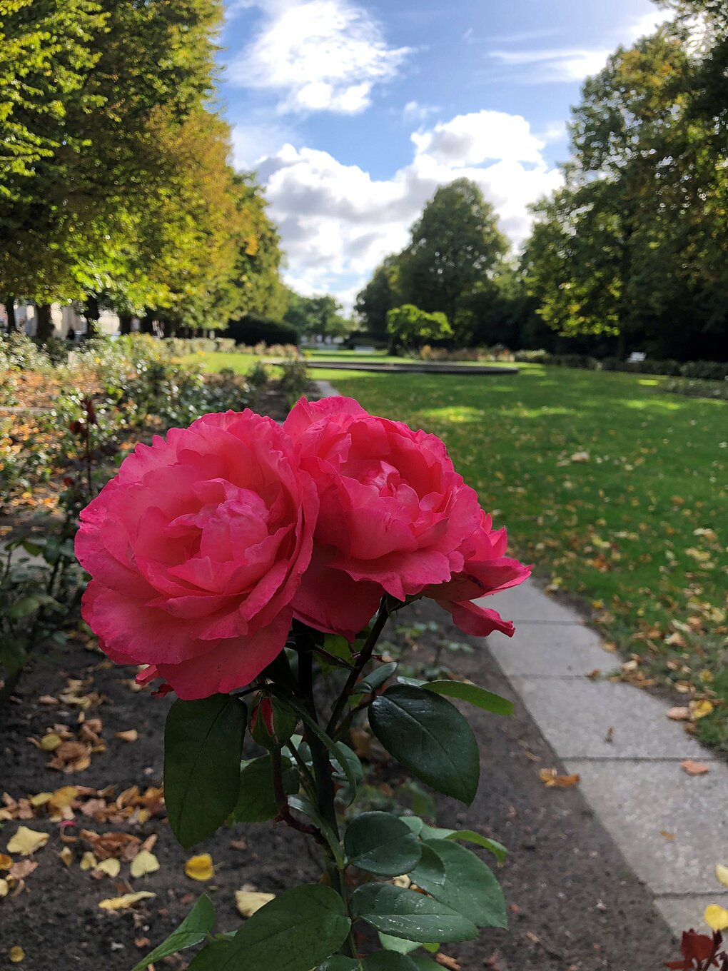 Rosenstrauch mit roten Rosen im Rosengarten, umgeben von grünem Laub